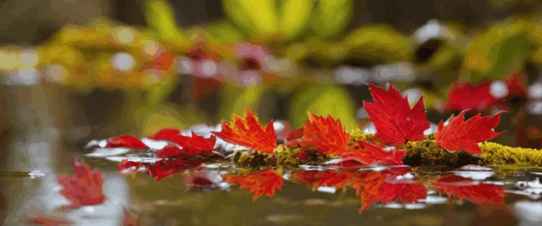 Hydrastis canadensis : secrets, usages et précautions pour optimiser votre bien-être